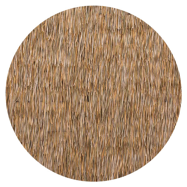 palma